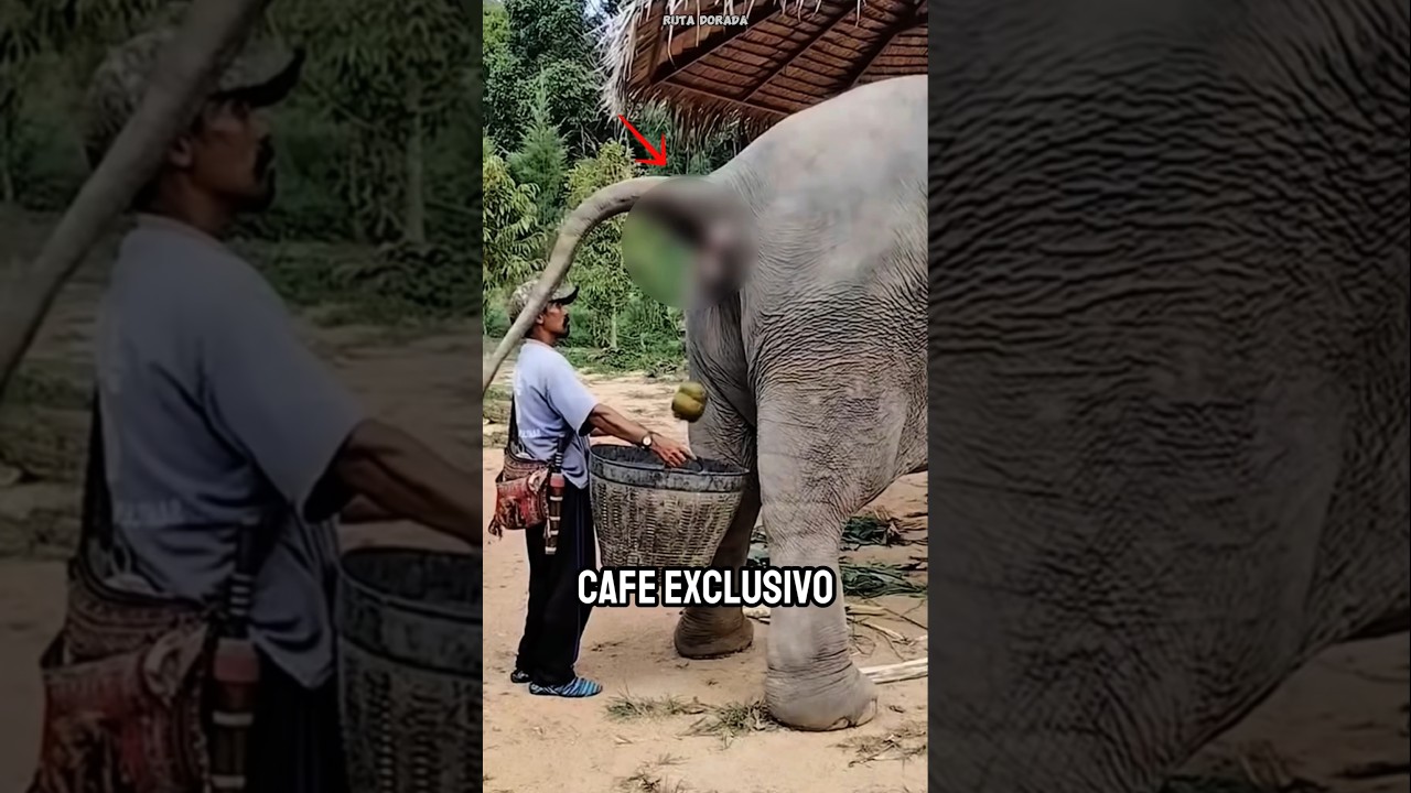 &iexcl;As&iacute; se produce el caf&eacute; m&aacute;s raro y exclusivo del mundo!