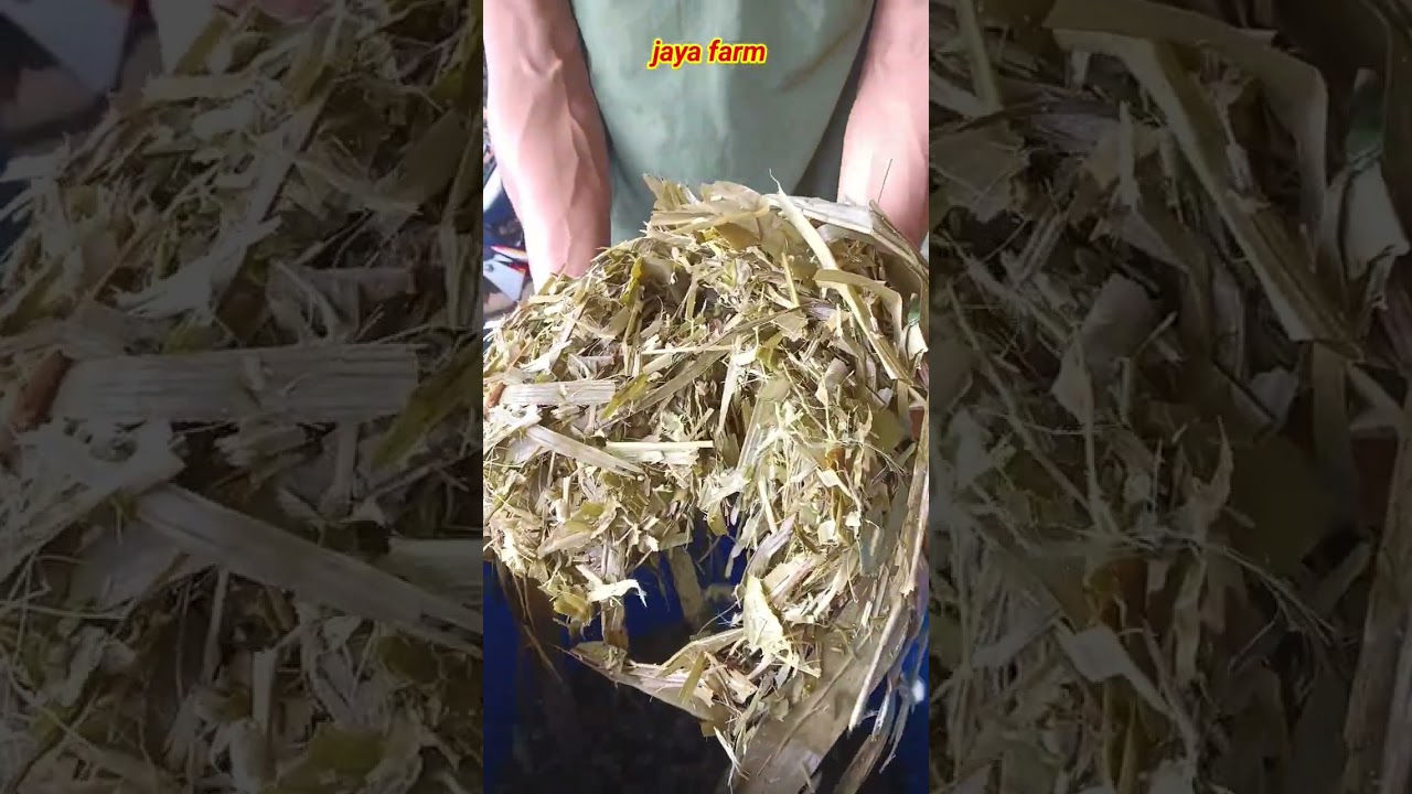 cara dan batas hari untuk silase bisa diberikan ternak