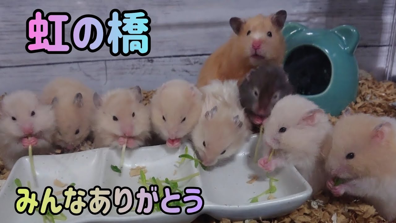 【ポッキーとつくしの子供達】虹の橋へ