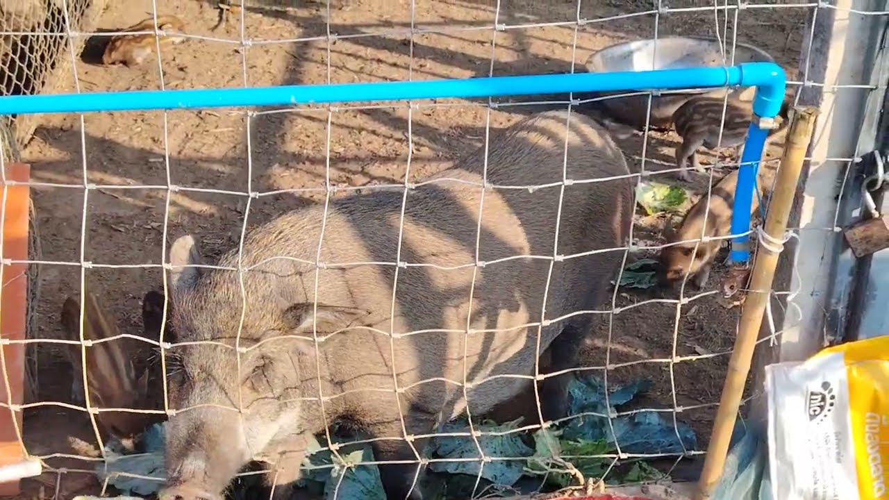 เกือหมูป่า​ยามเข้า​ ให้อาหาร​หมูป่า​หลังบ้าน​ เลี้ยง​หมูป่า​สร้าง​รายได้​ เลี้ยง​หมูป่า​เสริม​รายได้