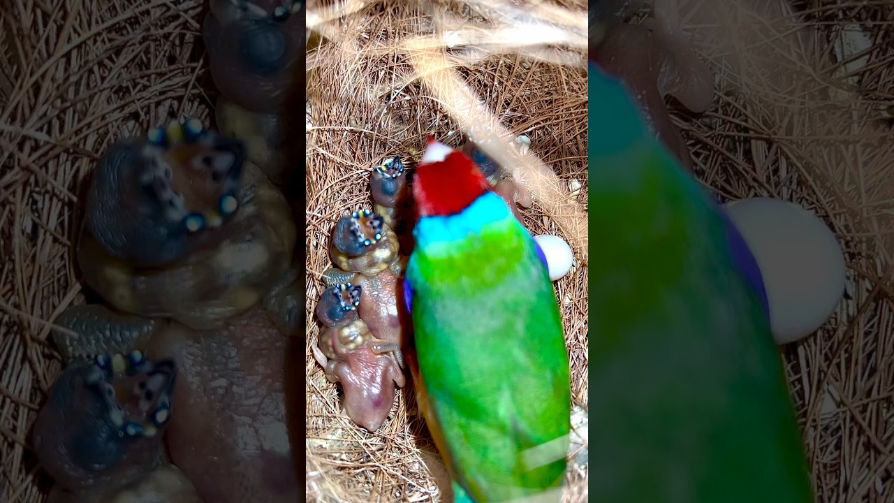 Red-Headed Gouldian Finch Male in nest covering his tiny baby birds - bird chicks #birds #bird