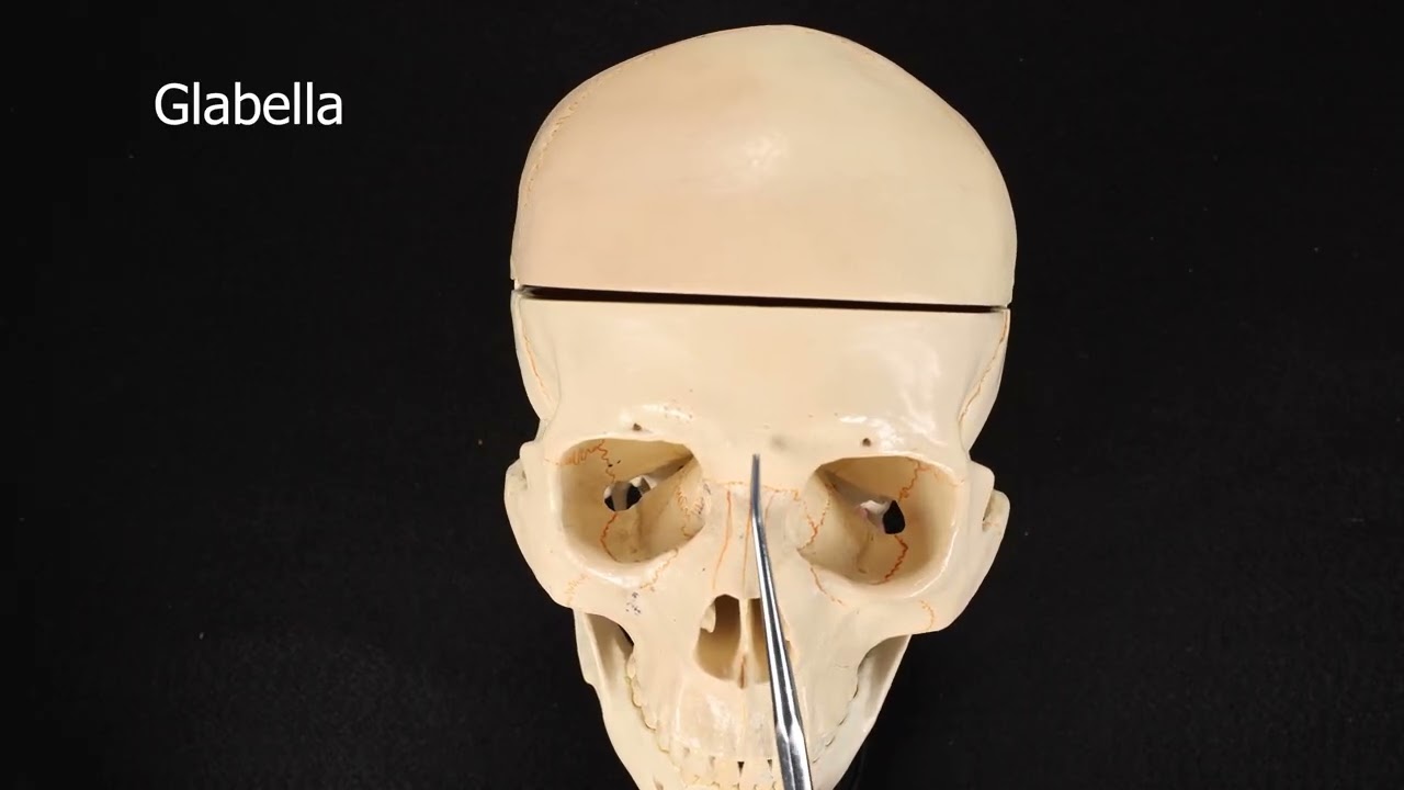 Frontal Bone #skullanatomy