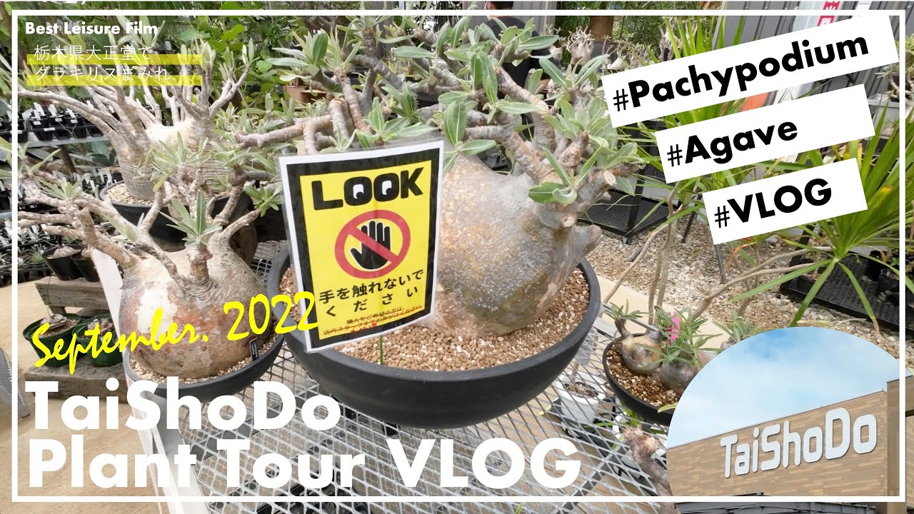 【VLOG】TaiShoDo(大正堂)さんでグラキリス三昧 - MY BEST GARDEN - vol.1