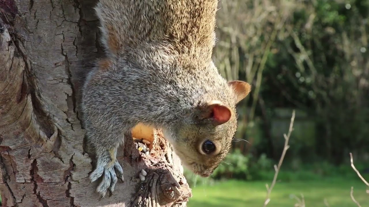 3 Minutes meditation Video | Watch And Relax