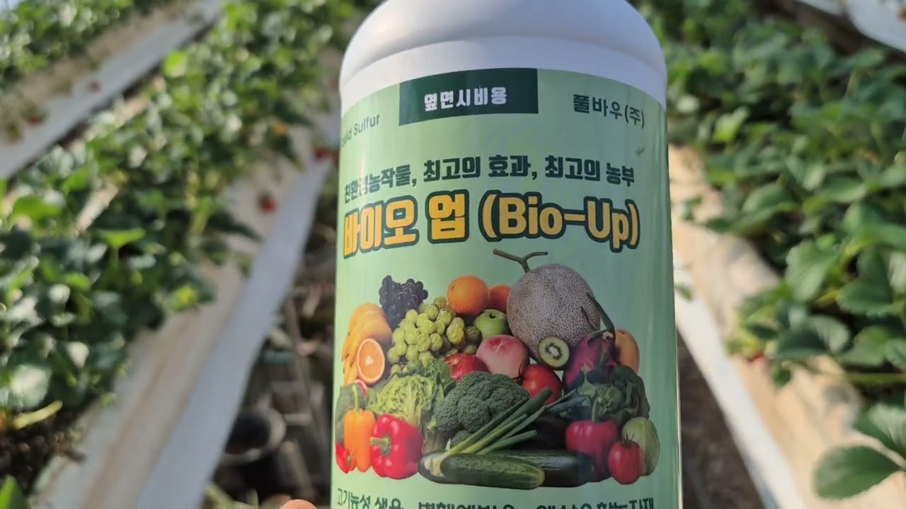 [바이오업(수용성유황)/공주 정안 1/27] 무독성/약해,  약흔없음/때깔,당도,경도 업/흰가루병 치료/탄저,곰팡이 예방 (문의. 010-3050-0335)