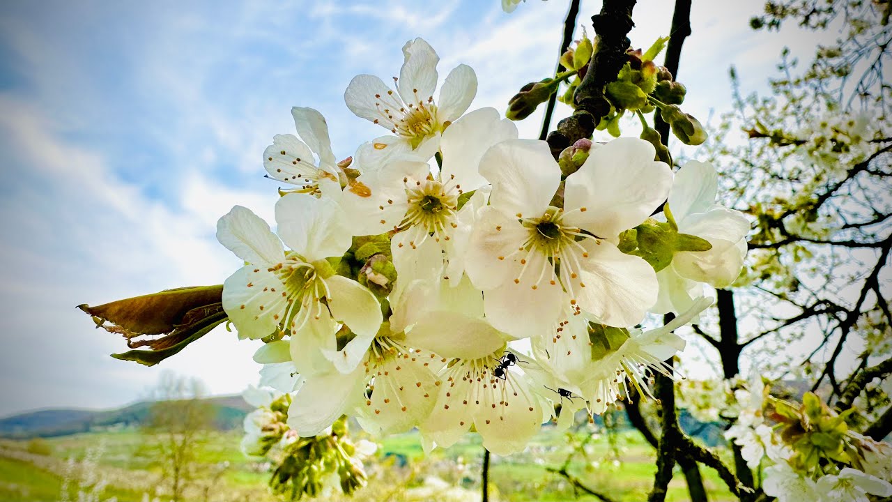 Kirschblüte in Pretzfeld (Fränkische Schweiz)