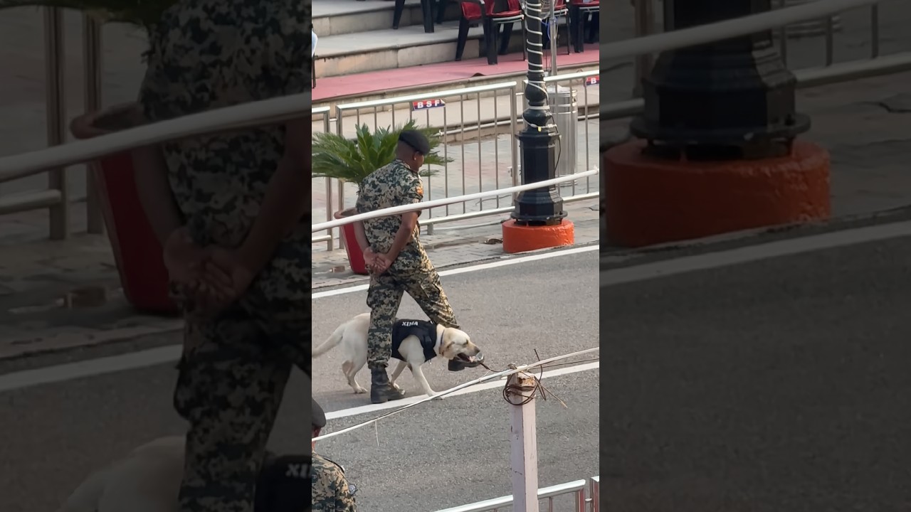 Bsf Dog🐶Amazing🤩Performance #dog #dogs #dogshorts #bsf #shorts #love #shortvideo #republicday #ncc