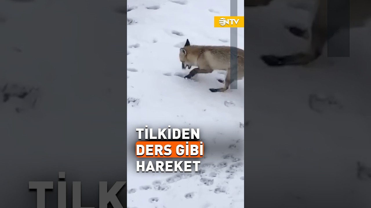 A&ccedil; Kalan Tilkiden İnsanlara Ders Niteliğinde Hareket #shorts #youtubeshorts #ntv