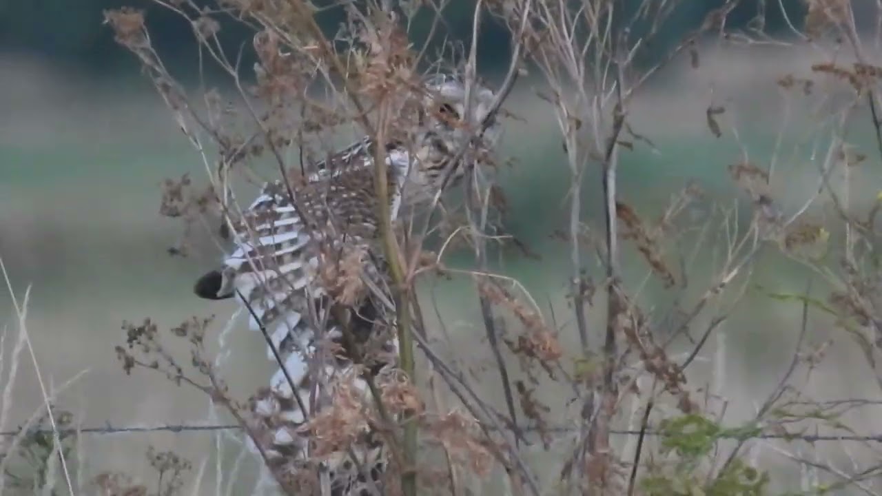 Nidification Hiboux des Marais 2025 Villedoux Charente Maritime. Short-eared owl nesting.