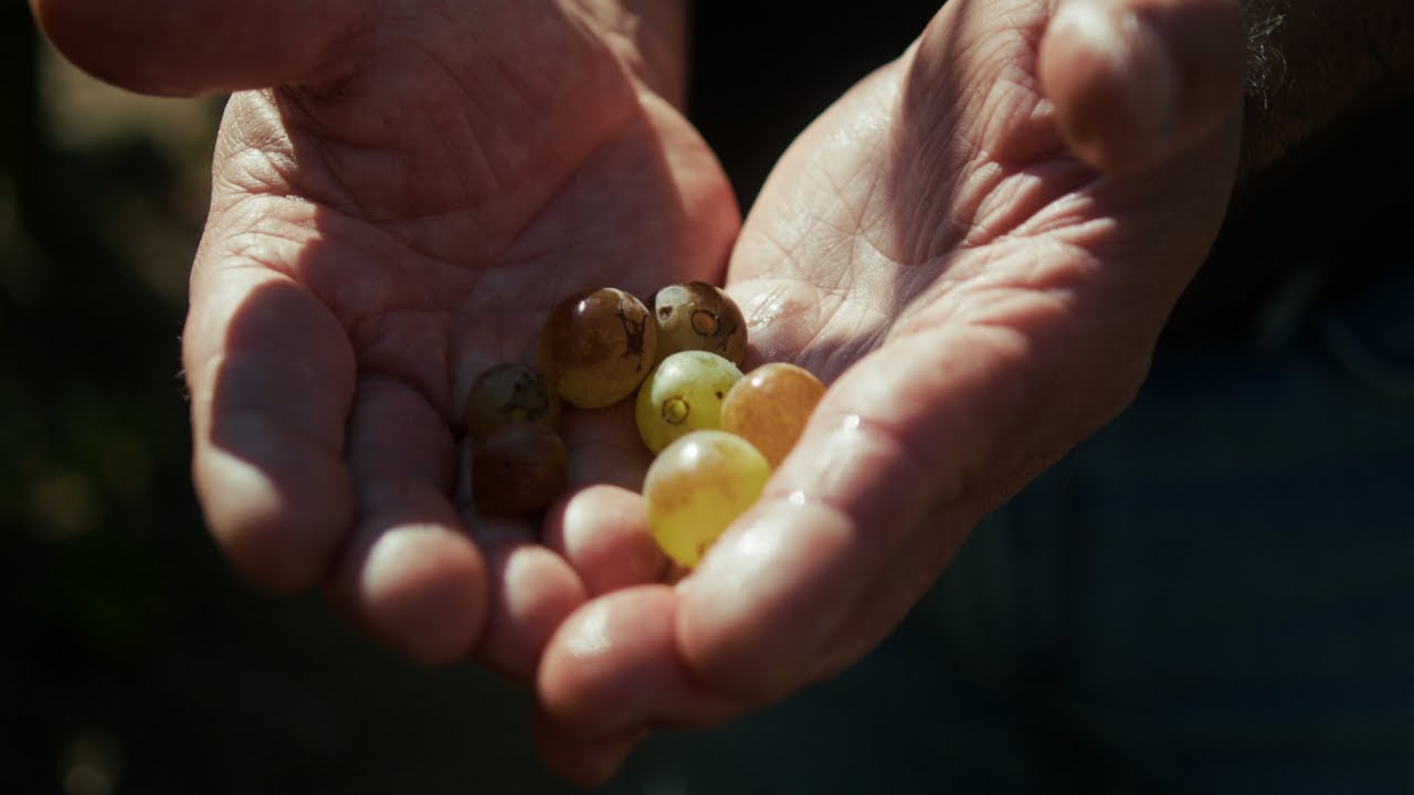 Documentary Winemakers Portugal - Vintage Carl Zeiss C/Y + Nikkor AI-S and BMPCC 6K Pro