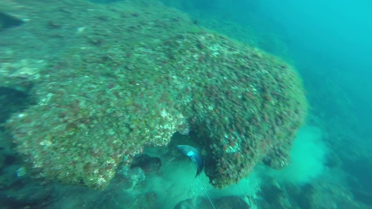 Pesca submarina Cantabria dentón, Castro Urdiales (islares)