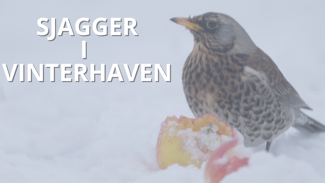 Sjaggeren tæt på - spiser æble