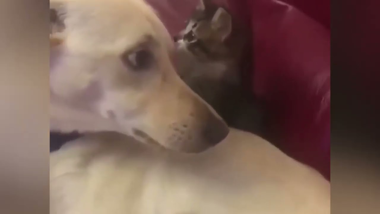 Funny animals snoozing and sliding to soothe your soul