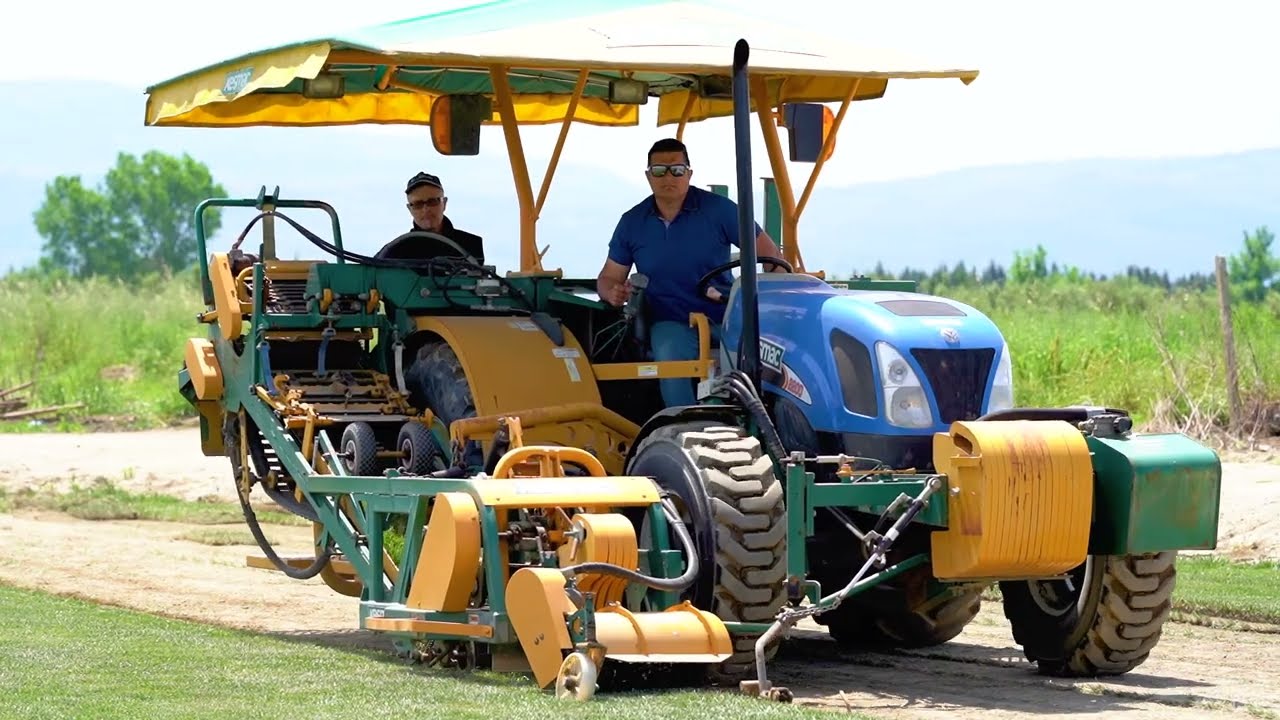 La produzione di Prato Pronto dei Vivai Milone