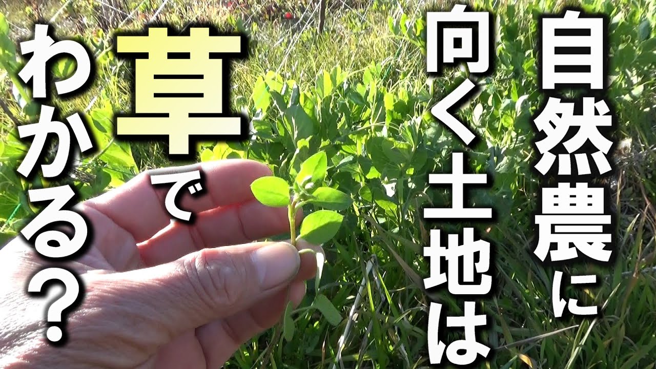 【自然農】自然農に向く土地を草で判別できるか？　2025年2月9日【natural farming】