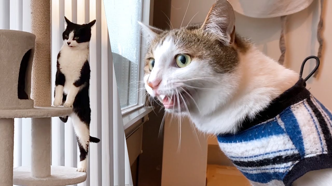 庭に来た鳥にケケケ！とクラッキングする猫エースと、ドジっ子おむすび