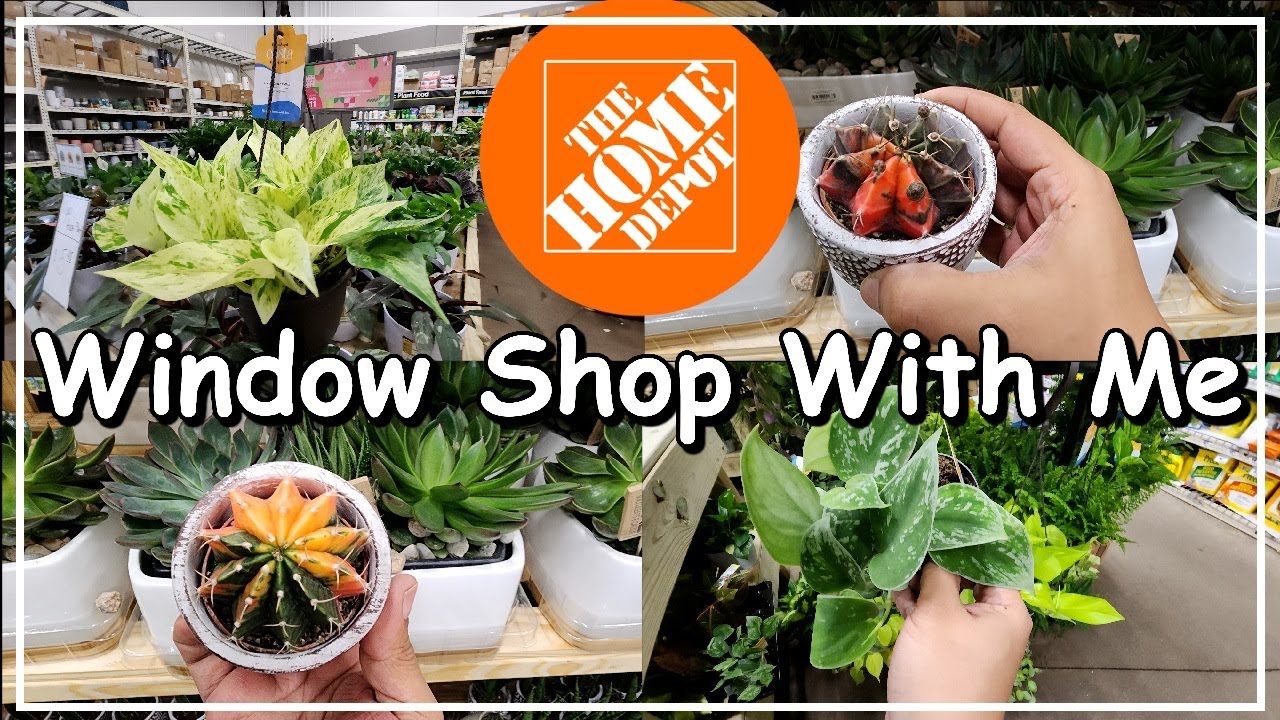 Plant Shop With Me at Home Depot | Browsing Home Depot's Indoor Jungle 