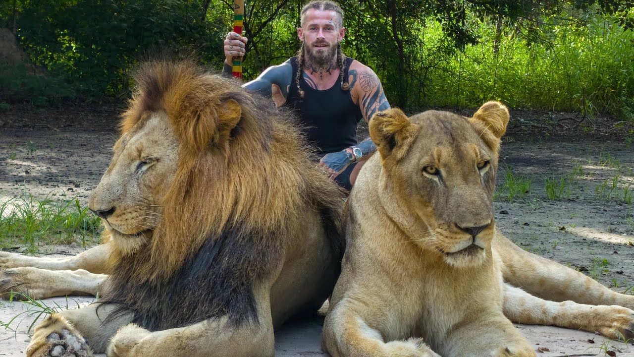 Walking With Lions In Africa - No Cages, No Fear - Fathala Safari