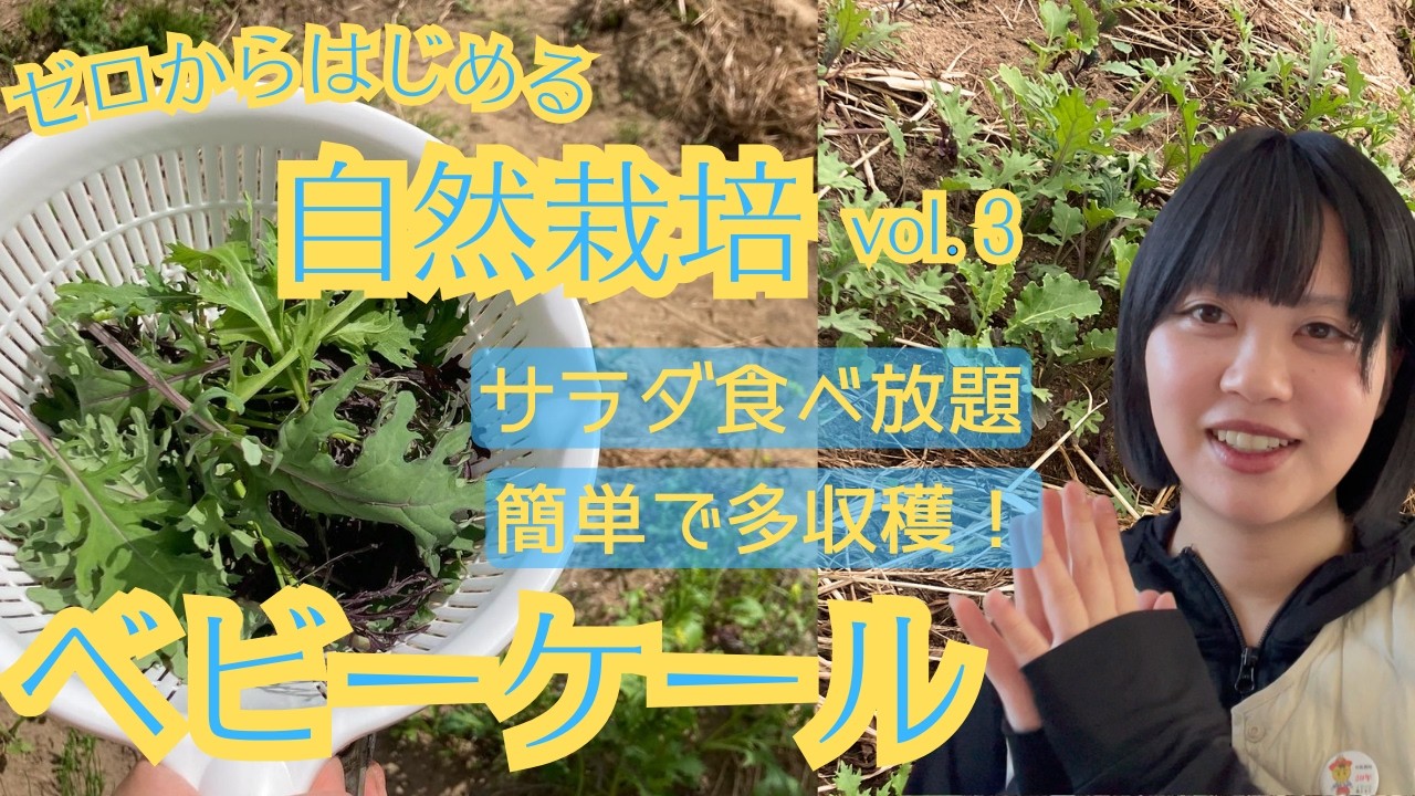 簡単！多収穫【ベビーケール】ゼロからはじめる 自然栽培vol.3