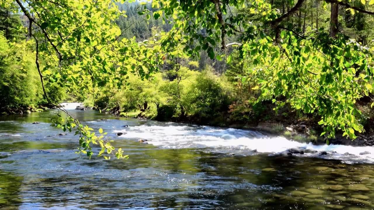 1 Hour Forest River Sounds in Spring | Flowing Water & Nature Sounds for Sleep & Relaxation