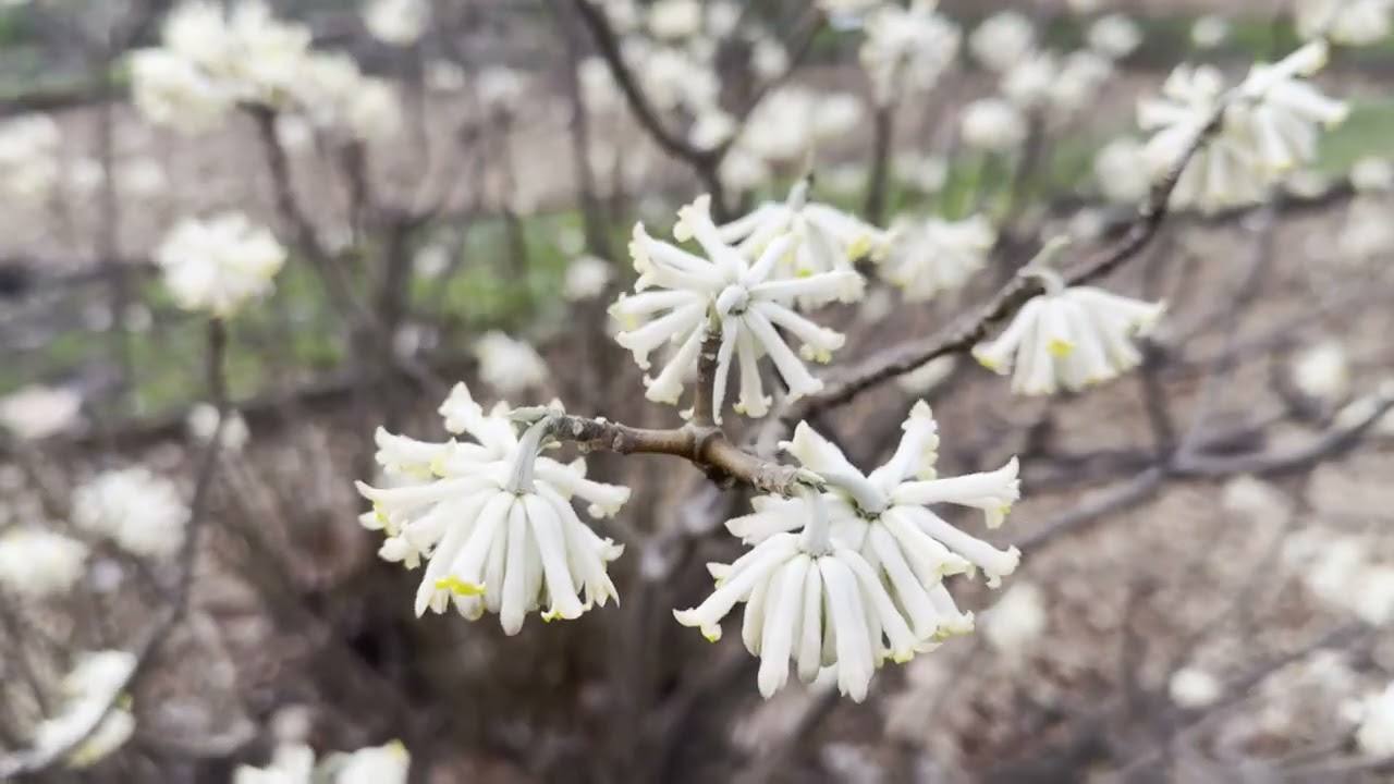 Edgeworthia of papierstruik