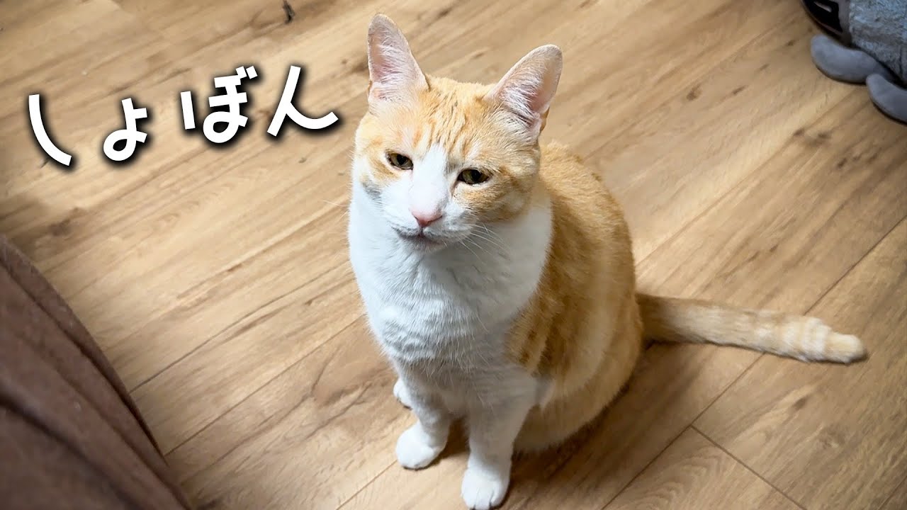 おやつが貰えなくてしょんぼりしちゃう猫