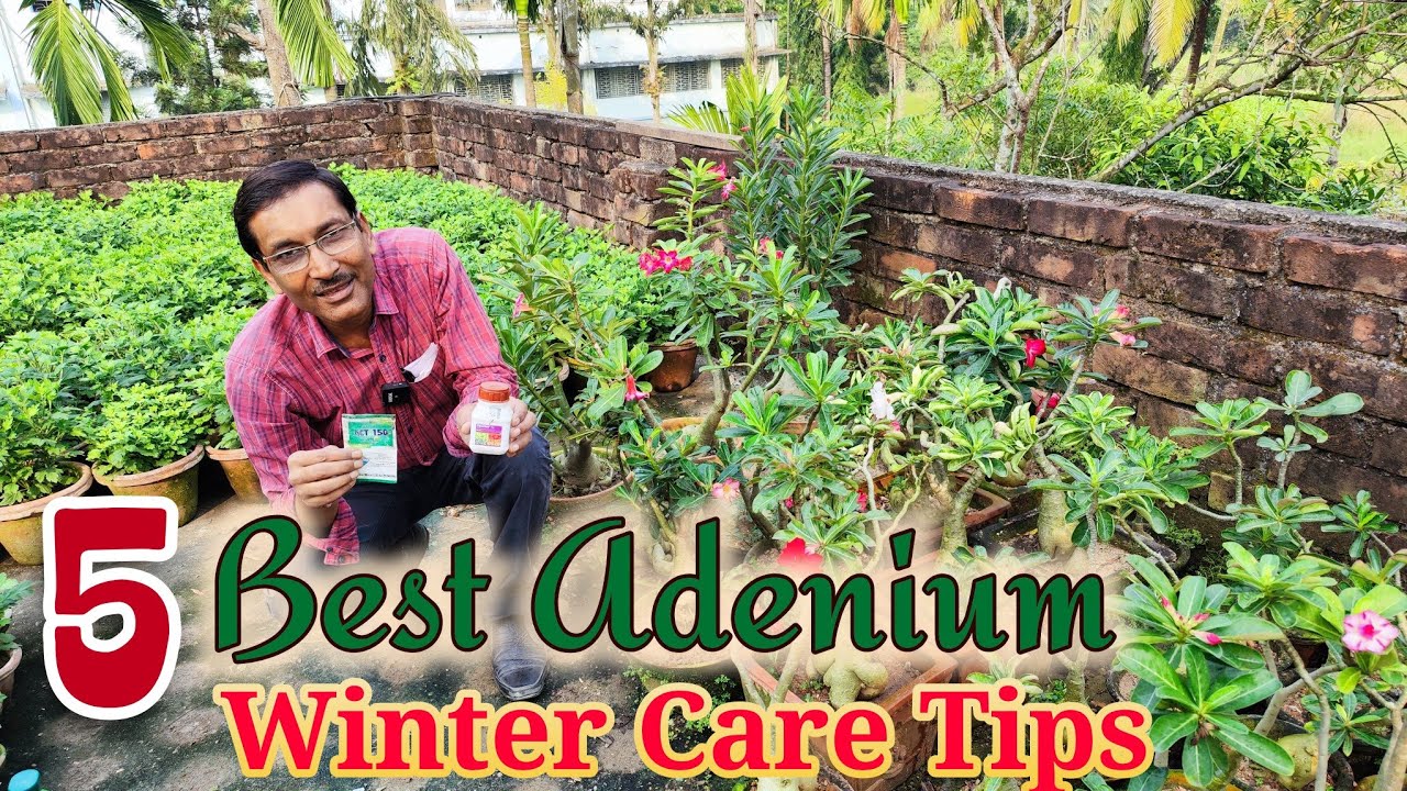 How to care Adenium in Winter Season. Here is 5 Best tips for You