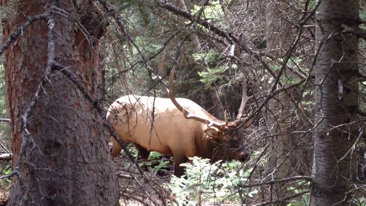 Bugling Herd Bull Called in to 5 yards