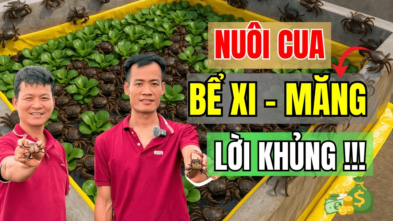 SỐC: CÁCH NUÔI CUA ĐỒNG TRONG BỂ XI MĂNG - LÀM DỄ, LỜI KHỦNG !!!
