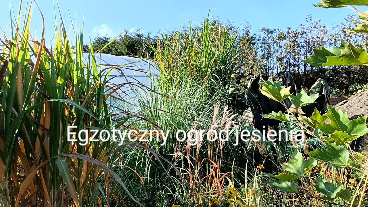 7#🌱 Egzotyczny ogród jesienią. Wykopywanie cebul i bulw oraz przygotowanie roślin do zimowania.