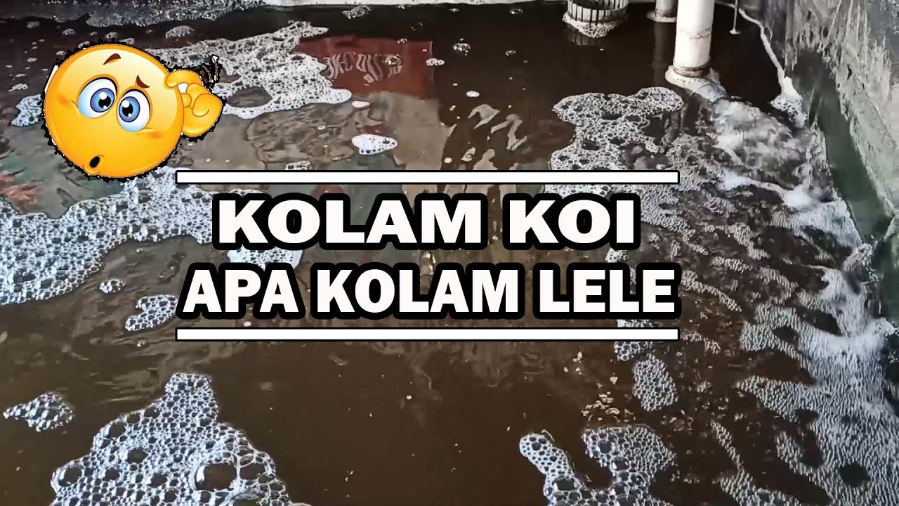 Eksekusi Kolam Keeping Wahana Koi