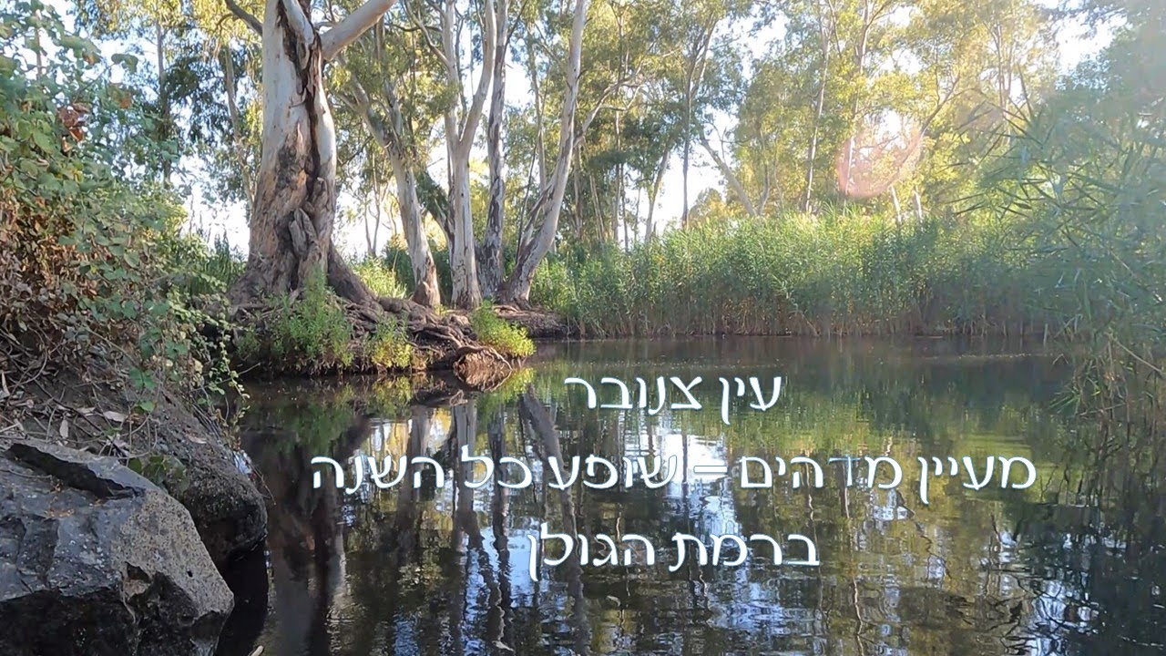 עין צנובר-ראובן. מעיין מקסים ברמת הגולן. שופע מים צלולים כל השנה. בריכה גדולה. גישה נוחה עם רכב רגיל