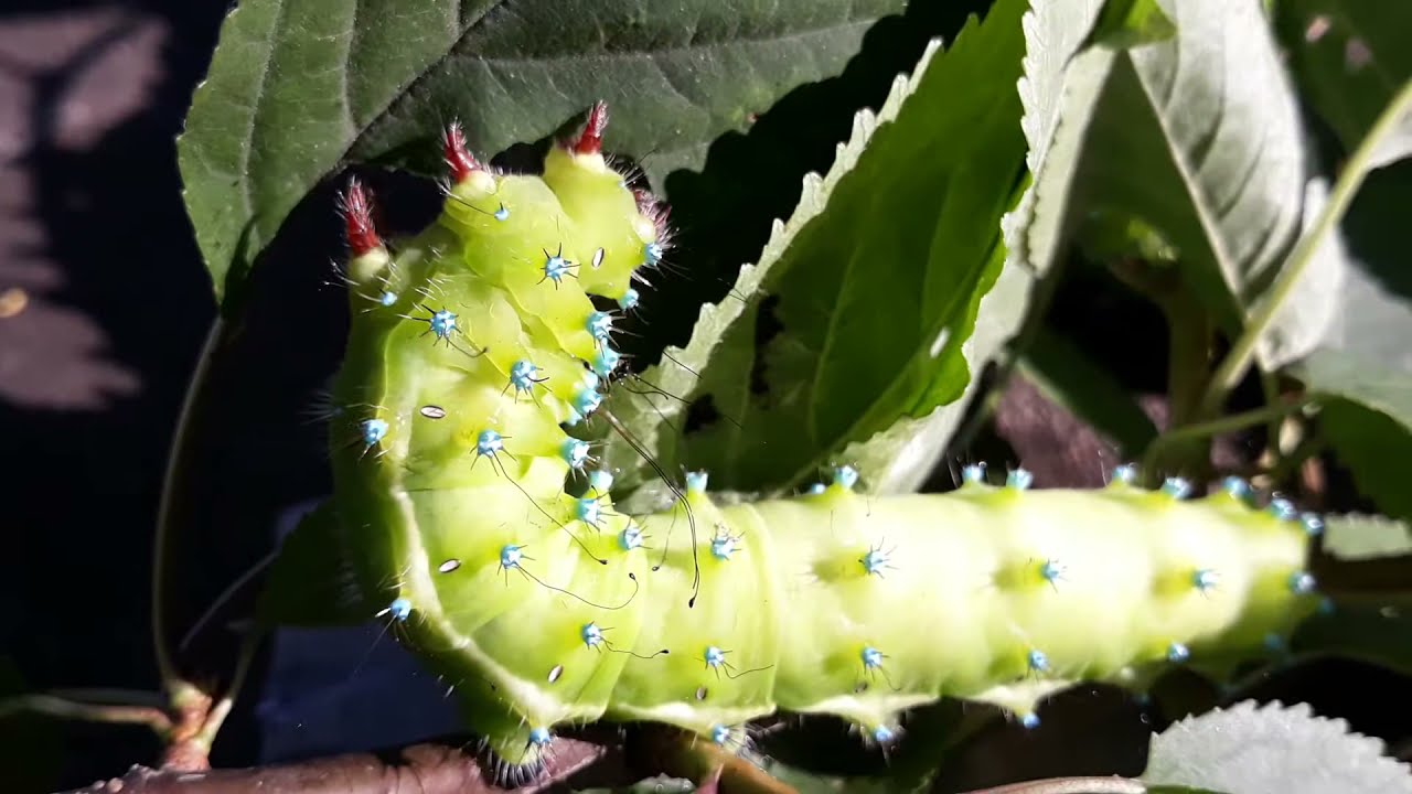 THE Caterpillar from Saturnia Pyri.  With lenght about 12 cm!!!