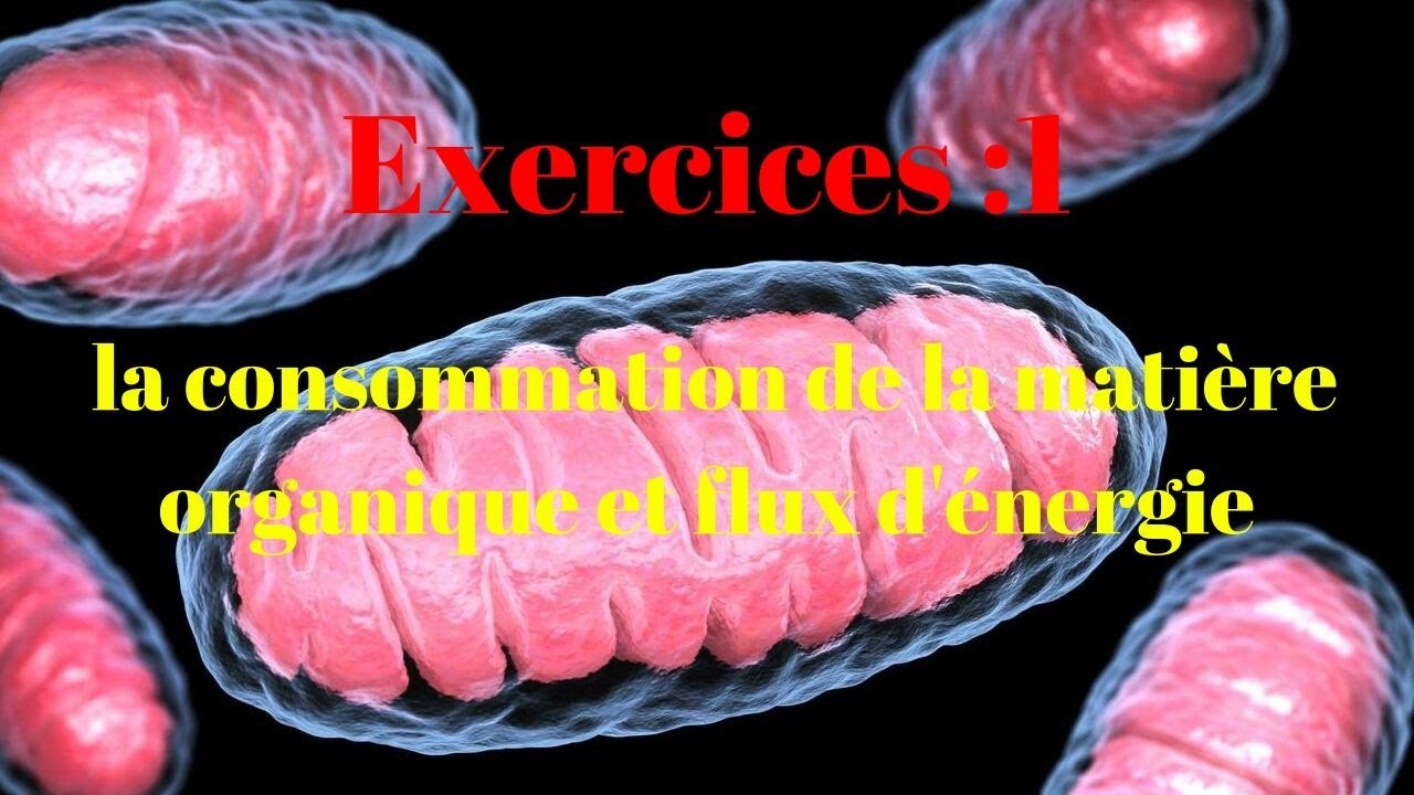 Exercices 1- bac internationa l- la consommation de la matière organique et flux d'énergie