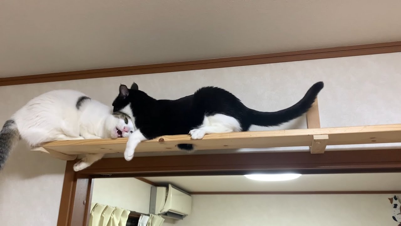 お母さんの逆鱗に触れてしまった猫