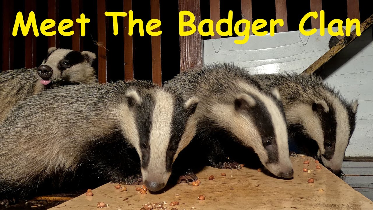 Meet The Badger Clan
