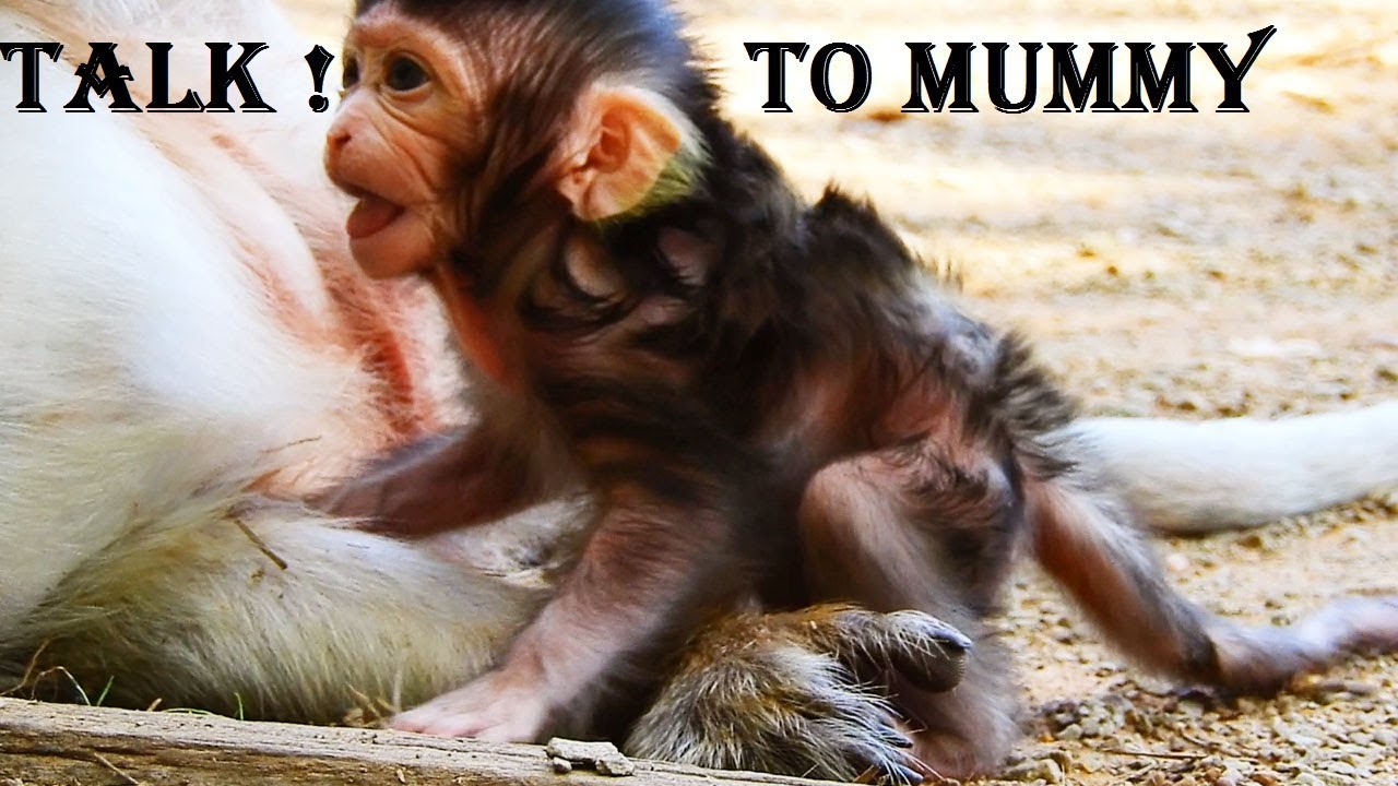 Lizza Surprise Talking To Mummy, Learns Walking And Talking To Mummy