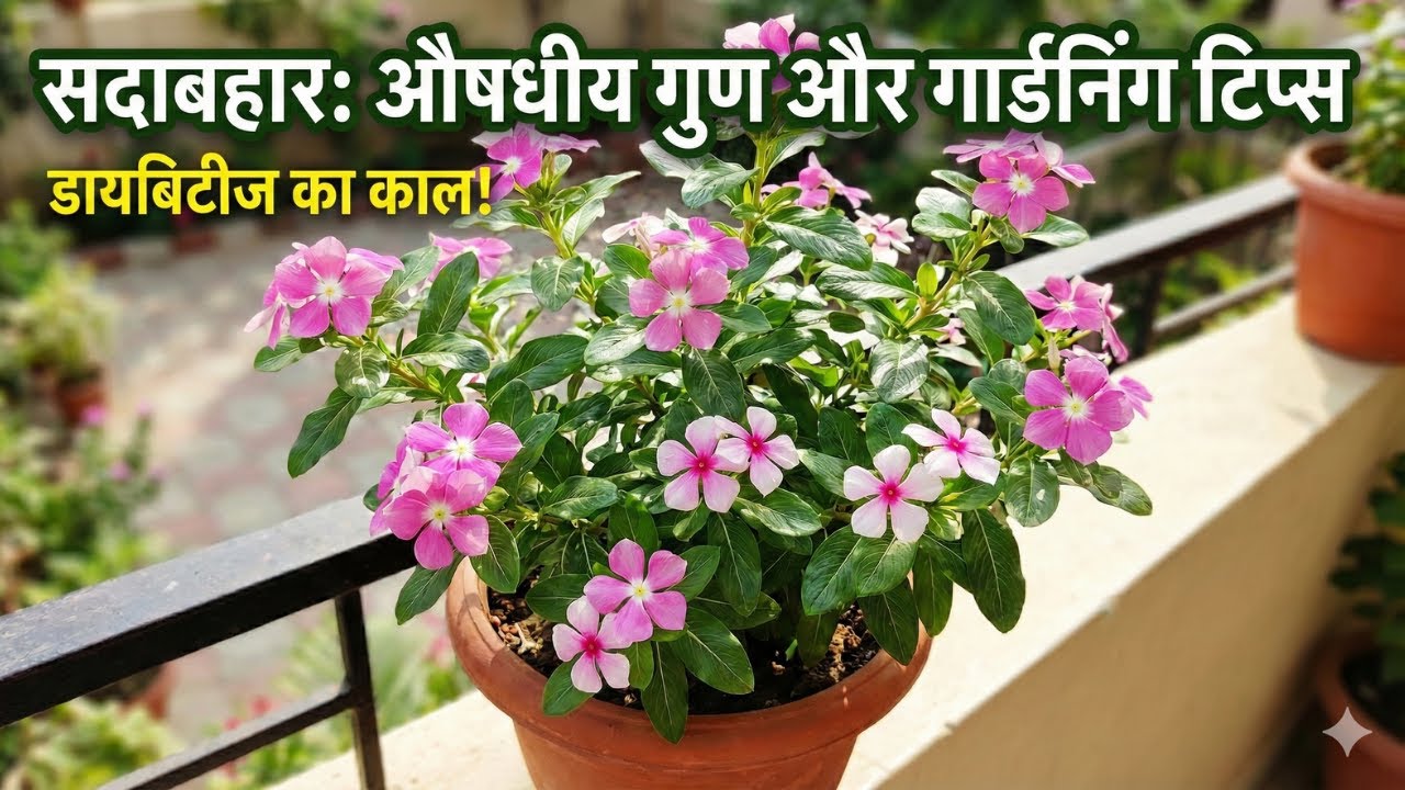 Sadabahar (Periwinkle) Plant: Medicinal Uses, Benefits & Complete Care Guide