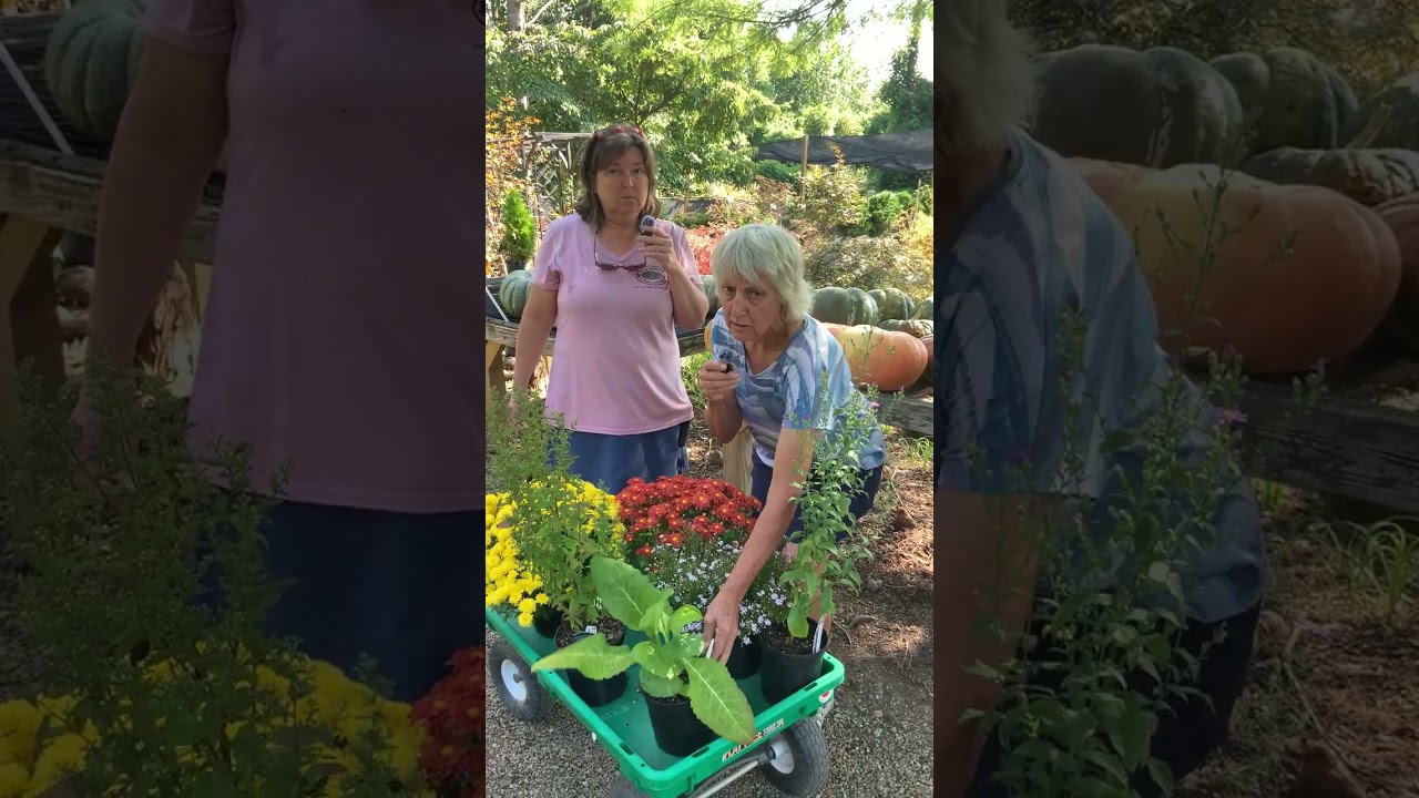 The Shady Ladies are chatting about Asters & perennial Mums