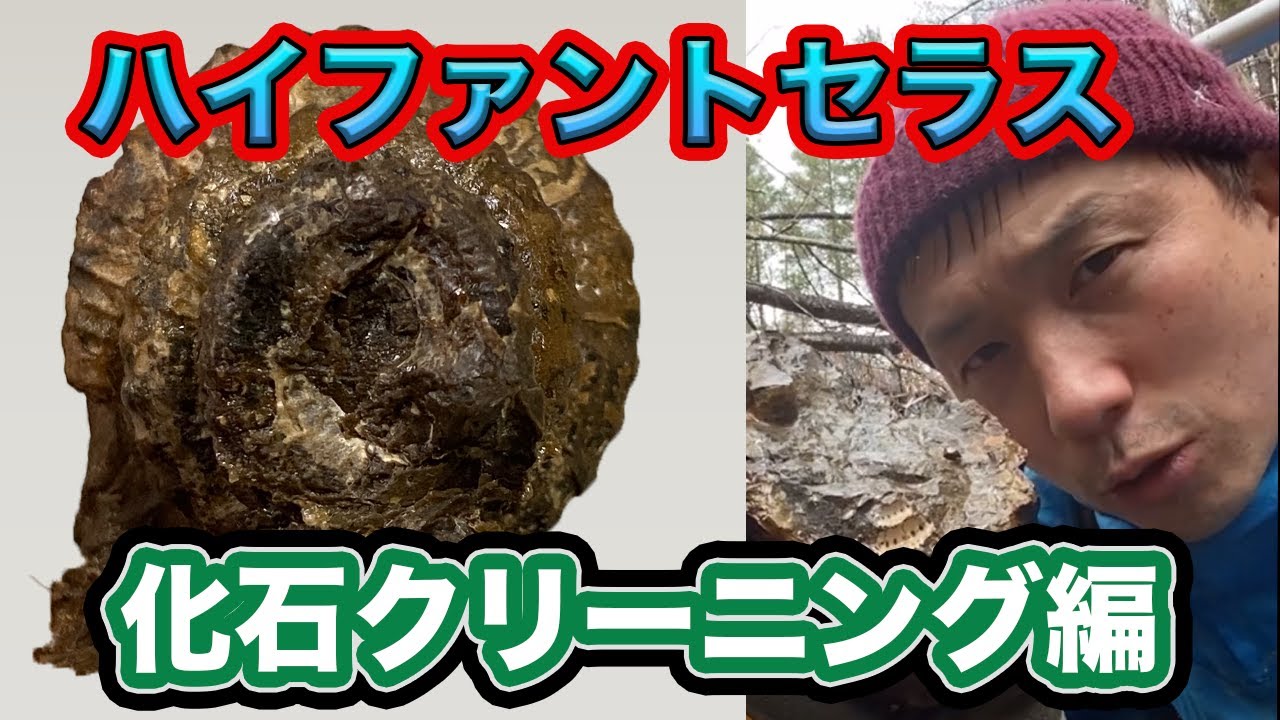 【化石クリーニング】白亜紀後期の異常巻きアンモナイト・謎のハイファントセラス？新種か？！化石クリーニングをやってみて形がわかりました！今後の研究で私の名前がついたら最高ですね！！！！W