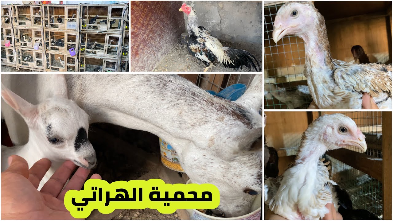 محمية الدجاج الهراتي | الماعز القطري ولادات جديدة