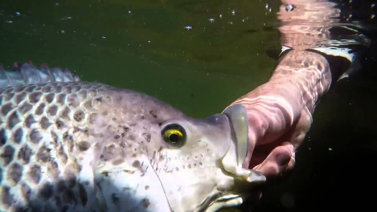 LOSKOP CATCH & RELEASE