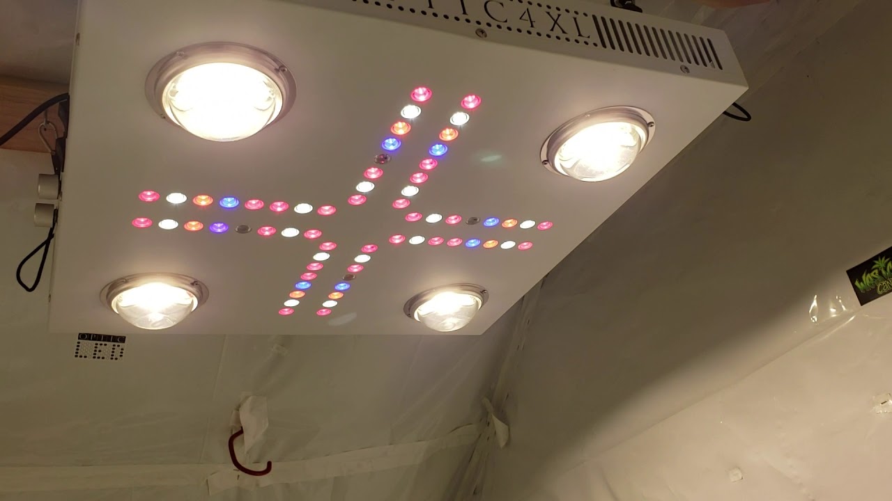 Side by Side Grow Day#11 flower - Optic 4XL vs 8+ - Battle of the dimmable COBs