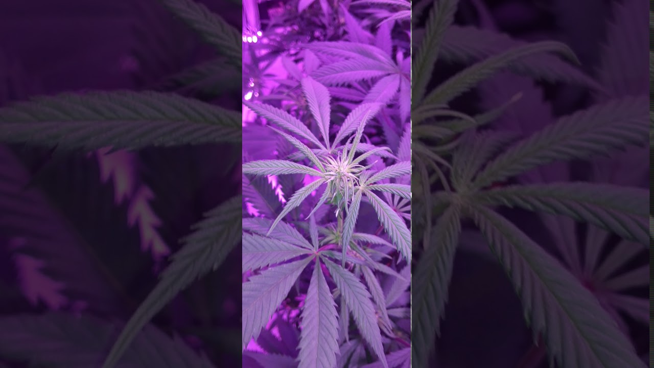 Clone 2 Stoned series.