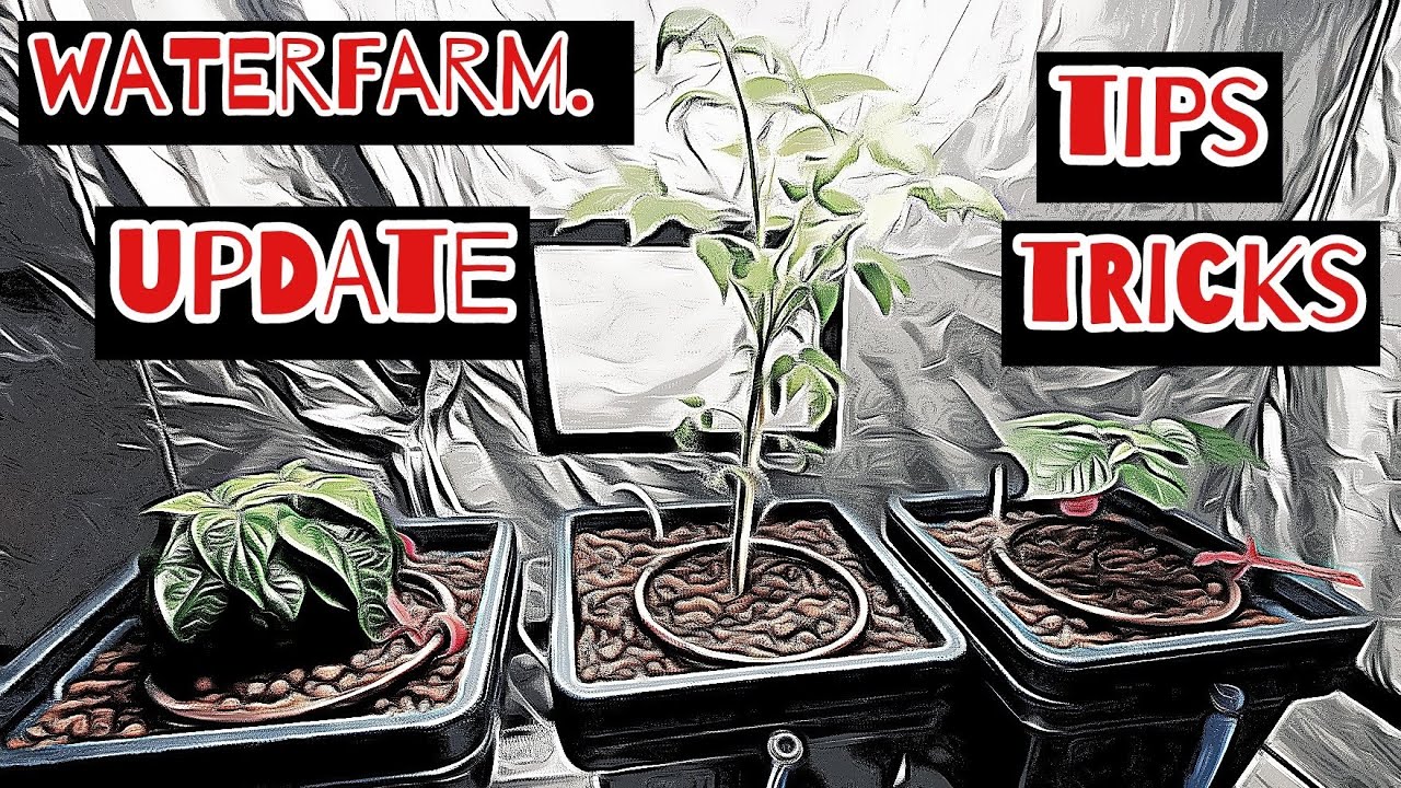 GHE Waterfarm paar tips en tricks.