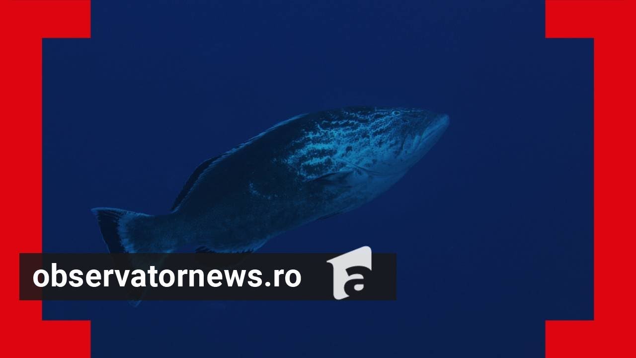 O nouă specie exotică în Marea Neagră: prădătorul de 2 kg ar putea pune în pericol ecosistemul marin