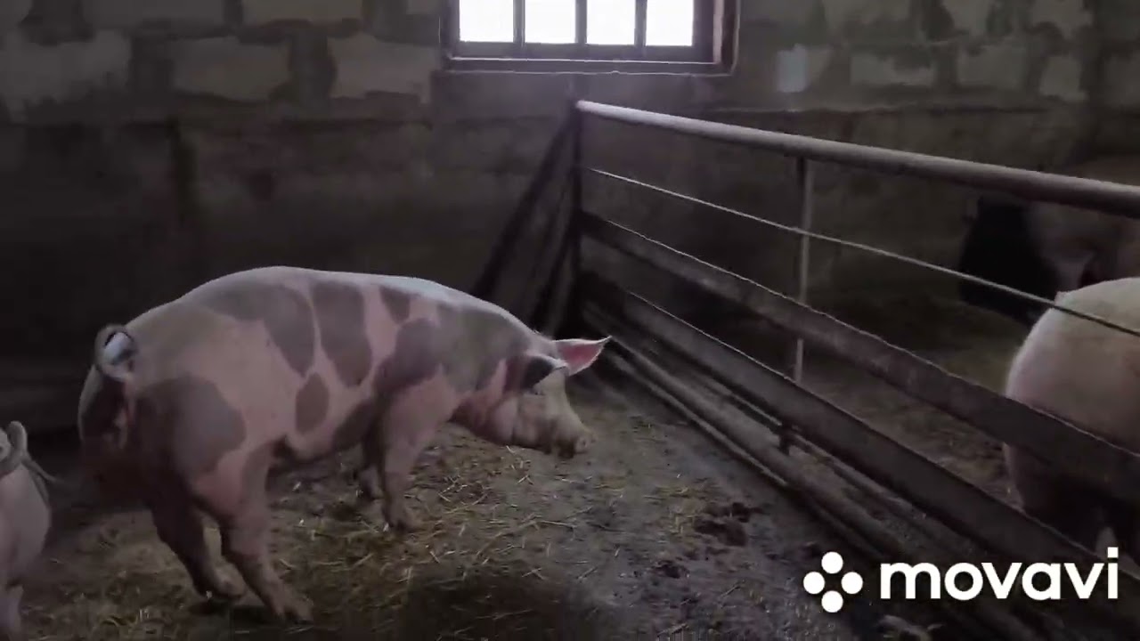 Забой!! Весенние движения 🤗