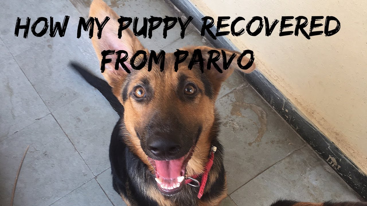 How my dog survived of PARVO-PARVO treatment to my dog