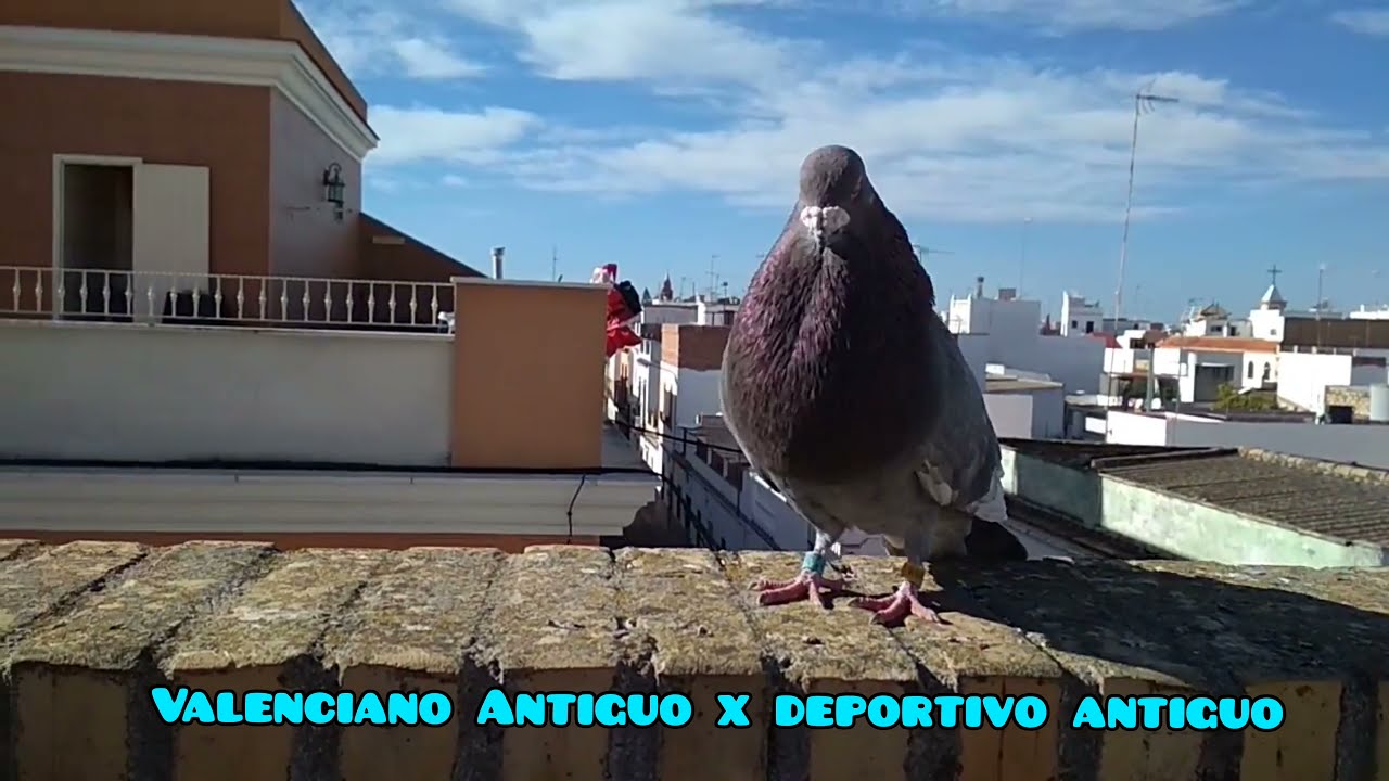 PALOMOS LADRONES. Distintas lineas que hay en mi palomar. Algunos reproductores