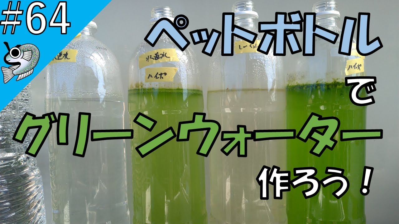 #64 ペットボトルでグリーンウォーターを作ろう  Make green water with a plastic bottle 【とびっこメダカ】【Medaka】20210620